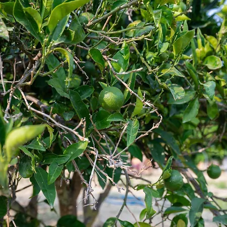 Willa Agapanthus Retreat