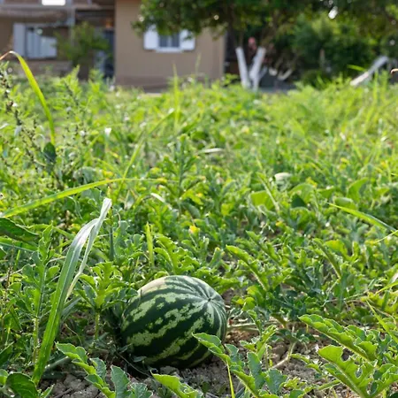 Agapanthus Retreat * Kouvalata